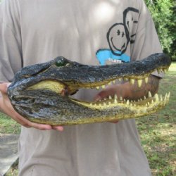 Large Taxidermy All...