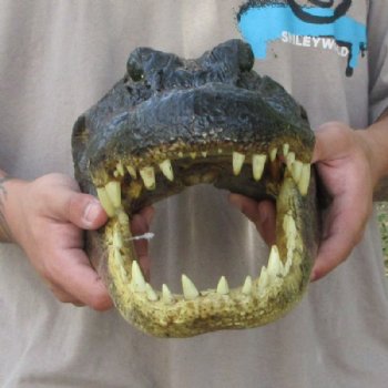 Large Taxidermy Alligator Head 15 inch for $104.99