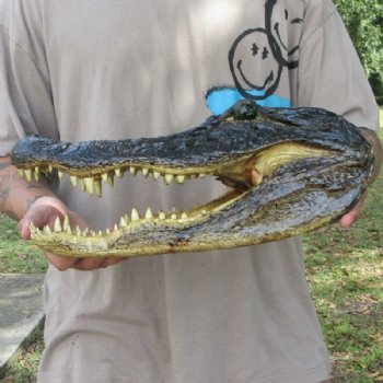 Large Taxidermy Alligator Head 15 inch for $104.99