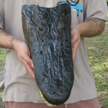 Large Taxidermy Alligator Head 15 inch for $104.99