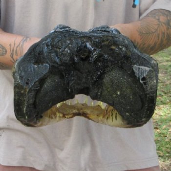 Large Taxidermy Alligator Head 15 inch for $104.99