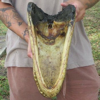 Large Taxidermy Alligator Head 15 inch for $104.99