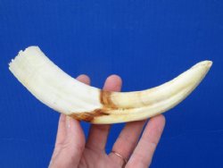 8 inches African Warthog Tusk for Sale 4 ounces, <font color=red> 5-1/4  inches Solid</font> - buy this one for <font color=red>$34.99 </font> Plus $8.50 First Class Mail