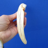 8 inches African Warthog Tusk for Sale 4 ounces, 5-1/4  inches Solid - Buy this one for $34.99