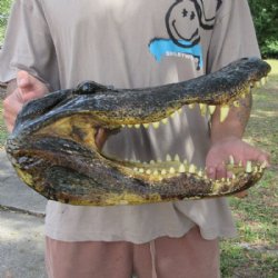 Extra Large Taxidermy Alligator Head, 18 inch for $194.99