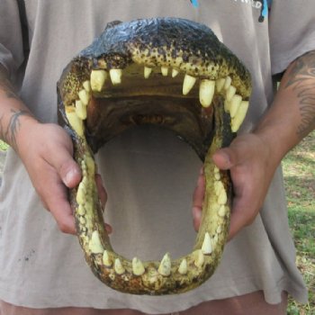 Extra Large Taxidermy Alligator Head, 18 inch for $194.99