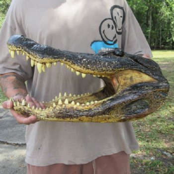 Extra Large Taxidermy Alligator Head, 18 inch for $194.99