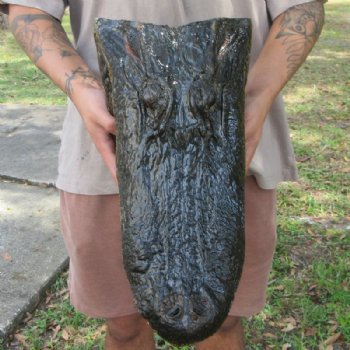 Extra Large Taxidermy Alligator Head, 18 inch for $194.99