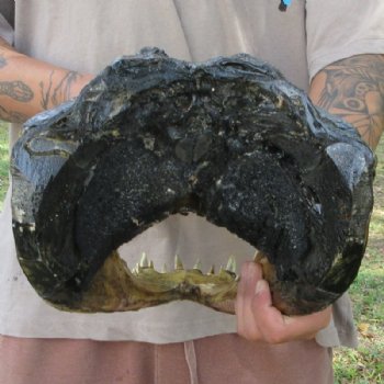 Extra Large Taxidermy Alligator Head, 18 inch for $194.99