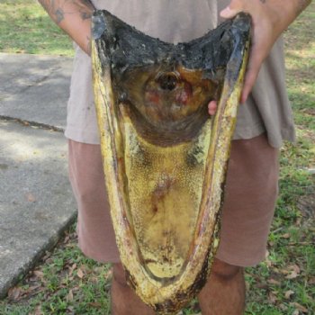 Extra Large Taxidermy Alligator Head, 18 inch for $194.99