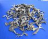 100 piece Case of Preserved Iguana Legs for Sale in Bulk, Preserved with Formaldehyde -  You are buying the ones pictured for <font color=red> Special Price $1.00 each</font>