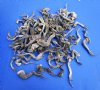 100 Formaldehyde Preserved Iguana Legs Bulk - <font color=red> Special Price</font> $1.00 each</font>