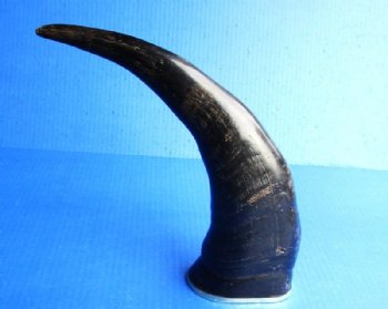 12 to 15 inches <font color=red> Wholesale</font> Semi-Polished Water Buffalo Horns with Brass Rims for Sale in Bulk, with Visible Natural Ridges - Case of 9 @ $10.50 each