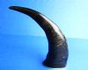14 to 17 inches Semi-Polished Water Buffalo Horn for Sale with a Decorative Brass Rim - Pack of 1 @ $19.99; Pack of 2 @ $16.80 each