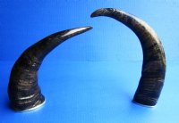 12 to 15 inches <font color=red> Wholesale</font> Semi-Polished Water Buffalo Horns with Brass Rims for Sale in Bulk, with Visible Natural Ridges - Case of 9 @ $10.50 each