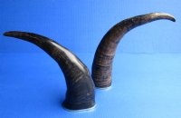 12 to 15 inches <font color=red> Wholesale</font> Semi-Polished Water Buffalo Horns with Brass Rims for Sale in Bulk, with Visible Natural Ridges - Case of 9 @ $10.50 each