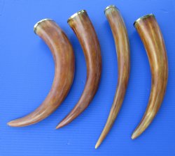 14 to 18 inches Burnt Colored Cow Drinking Horns with Brass Trim  <font color=red> Wholesale</font>- 12 @ $8.50 each
