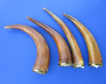 14 to 18 inches Burnt Colored Cow Drinking Horns with Brass Trim  <font color=red> Wholesale</font>- 12 @ $8.50 each