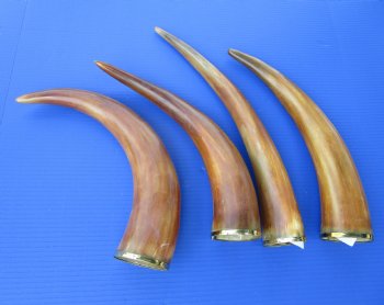 Burnt Colored Cow Drinking Horns with Brass Trim  <font color=red> Wholesale</font>, -14 to 18 inches   12 @ $9.90 each