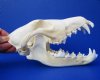 8 inches Real North American Coyote Skull for Sale, Beetle Cleaned and Whitened  <font color=red> Grade A Quality</font> - Buy this one for $49.99