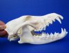 7-1/4 inches <font color=red> Good Quality</font> American Coyote Skull for Sale, Beetle Cleaned and Whitened (small crack in back) - Buy this one for $44.99