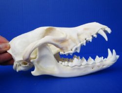 7-1/4 inches <font color=red> Good Quality</font> American Coyote Skull for Sale, Beetle Cleaned and Whitened (small crack in back) - Buy this one for $44.99