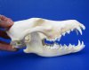 7-3/4 inches <font color=red> Grade A Minus quality</font> Authentic American Coyote Skull for Sale, Beetle cleaned and whitened  (pin hole in nose bridge) - Buy this one for $44.99
