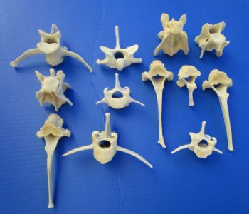 12 Authentic Wild Boar Vertebrae Bones for Sale in Bulk 2-1/2 to 6 inches - Buy these 12 for $1.75 each