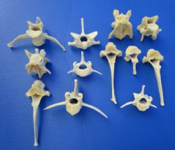 12 Authentic Wild Boar Vertebrae Bones for Sale in Bulk - Buy these 12 for $1.75 each