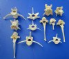 12 Authentic Whitetail Deer Vertebrae Bones for Sale in Bulk - Buy these 12 for $1.75 each