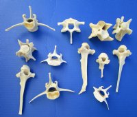 12 Authentic Wild Boar Vertebrae Bones for Sale in Bulk 2-1/2 to 6 inches - Buy these 12 for $1.75 each