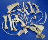 4 pounds Assorted Boar Bones and Whitetail Deer Bones for Sale - Buy the bones pictured for $12.50 a pound