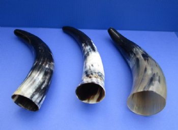 12 to 15 inches Polished Blowing Horns, Viking War Horns <font color=red> Wholesale</font> made out of Ox and Cow Horns - 14 @ $6.75 each