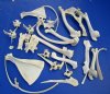 4 pounds Assorted Boar Bones and Whitetail Deer Bones for Sale - $39.99