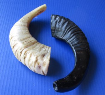9 to 12 inches Polished Ram's Horn Shofar, Sheep Horn Shofar, War Horn <font color=red> Wholesale</font> - 18 @ $5.40 each