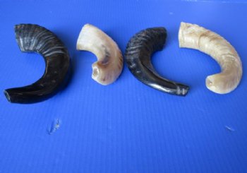 9 to 12 inches Polished Ram's Horn Shofar, Sheep Horn Shofar, War Horn - $9.99 each; 2 @ $8.65 each