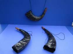 Buffalo Blowing Horn, Viking War Horn with Thin Shoulder Straps 12 to 16 inches - 2 @ $11.50 each