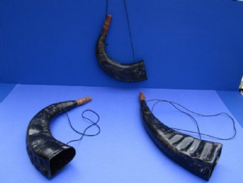 Buffalo Blowing Horn, Viking War Horn with Thin Shoulder Straps 12 to 16 inches - 2 @ $11.50 each
