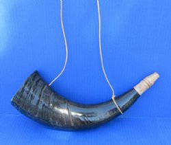  Polished Viking War Horn with Wooden Mouth Piece - $17.99 each