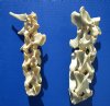 Two piece Whitetail Deer Vertebrae set (total of 21 inches, 10 Vertebrae) - Buy the vertebrae sets pictured for $24.99