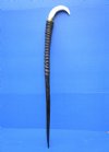 37-1/2 inches tall Real Polished Gemsbok Horn with Warthog Tusk Walking Cane for Sale, Gemsbok Horn Walking Stick - Buy this one for $124.99