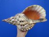 13-3/4 inches Beautiful Pacific Triton Trumpet shell for Sale (chip in mouth opening) - Buy this one for $99.99
