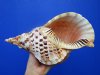 12-1/4 inches Gorgeous Pacific Triton Trumpet Shell for Sale - Buy this one for $99.99