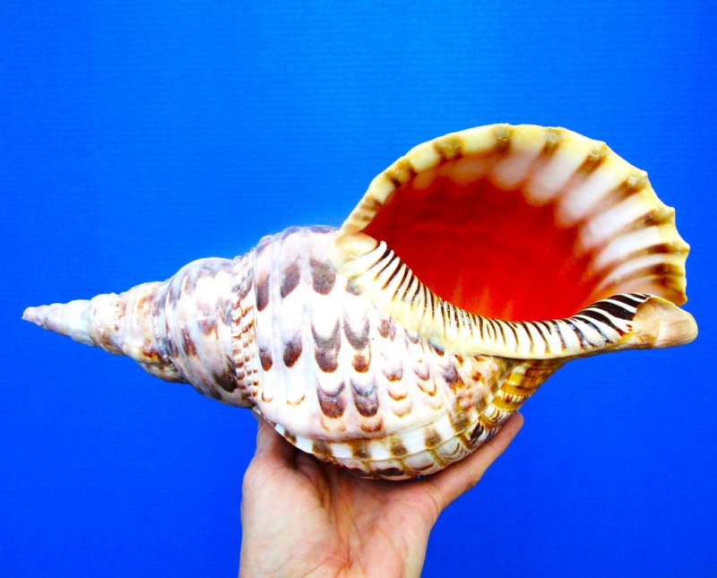 Trumpet Shell Valley Trumpet Triton