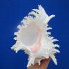 8-1/4 by 6-1/4 inches <font color=red> Large Fabulous</font> Ramose Murex Shell for Sale, Chicoreus Ramosus - Buy this one for $19.99