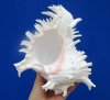 8-1/2 by 6-3/4 inches Giant Murex Shell for Sale, Ramose Murex - $16.99