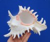 8 by 6-1/2 inches <font color=red> Gorgeous Large</font> Giant Murex Shell, Ramose Murex - Buy this one for $19.99