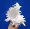 8-1/4 by 6-1/4 inches <font color=red> Fabulous Large</font> Ramose Murex Shell for Sale - Buy this one for $19.99
