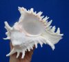 8-1/2 inches Large Giant Murex Shell for $16.99