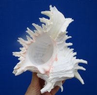 8-1/2 inches Large Giant Murex Shell for $16.99